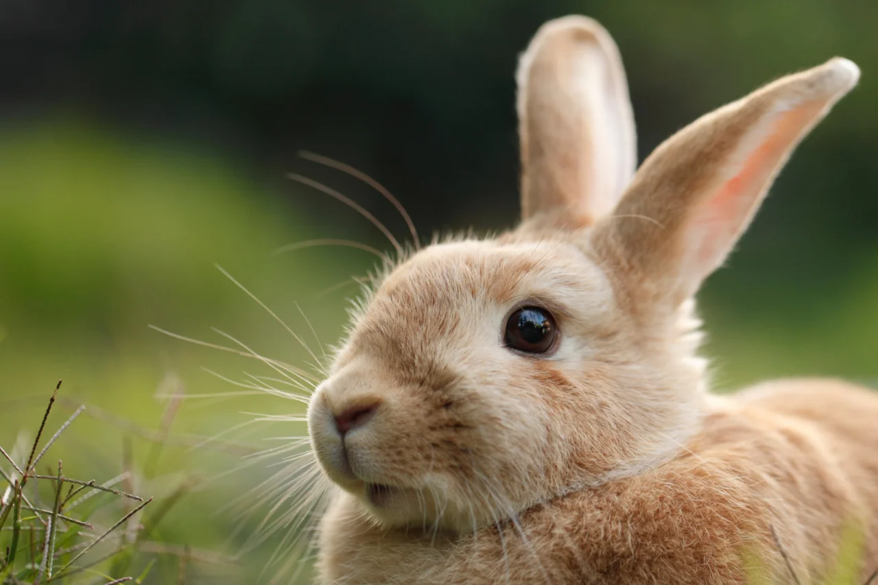 Coelhos têm dentes que nunca param de crescer e outras características pouco conhecidas