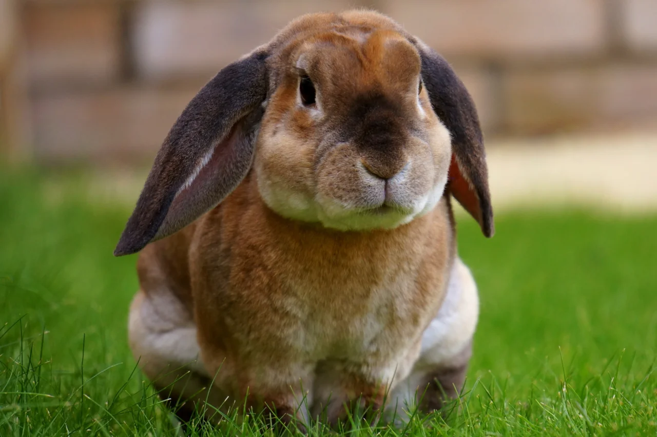 Coelhos têm dentes que nunca param de crescer e outras características pouco conhecidas 4 Coelhos têm dentes que nunca param de crescer e outras características pouco conhecidas