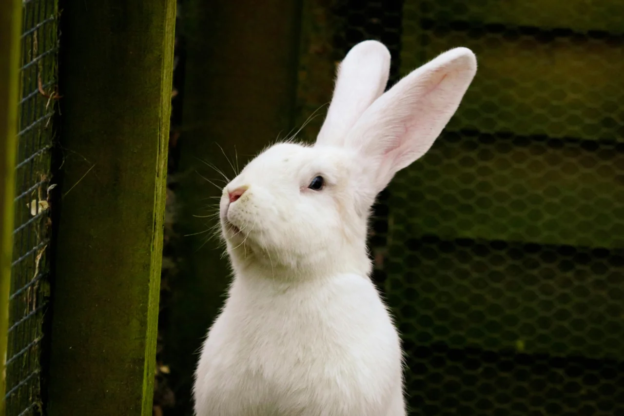 Coelhos têm dentes que nunca param de crescer e outras características pouco conhecidas 3 Coelhos têm dentes que nunca param de crescer e outras características pouco conhecidas