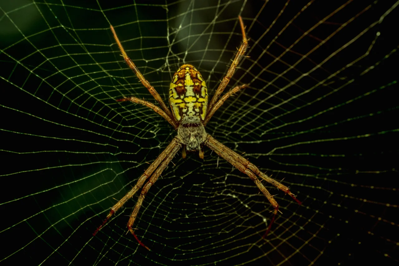 Estudo indica que aranhas podem usar sinais de vaga-lumes para atrair novas presas 3 Estudo indica que aranhas podem usar sinais de vaga-lumes para atrair novas presas