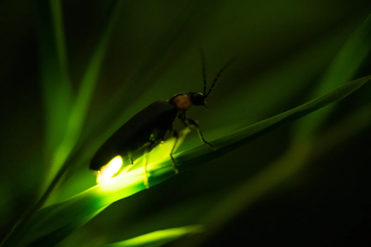 Estudo indica que aranhas podem usar sinais de vaga-lumes para atrair novas presas 4 Estudo indica que aranhas podem usar sinais de vaga-lumes para atrair novas presas