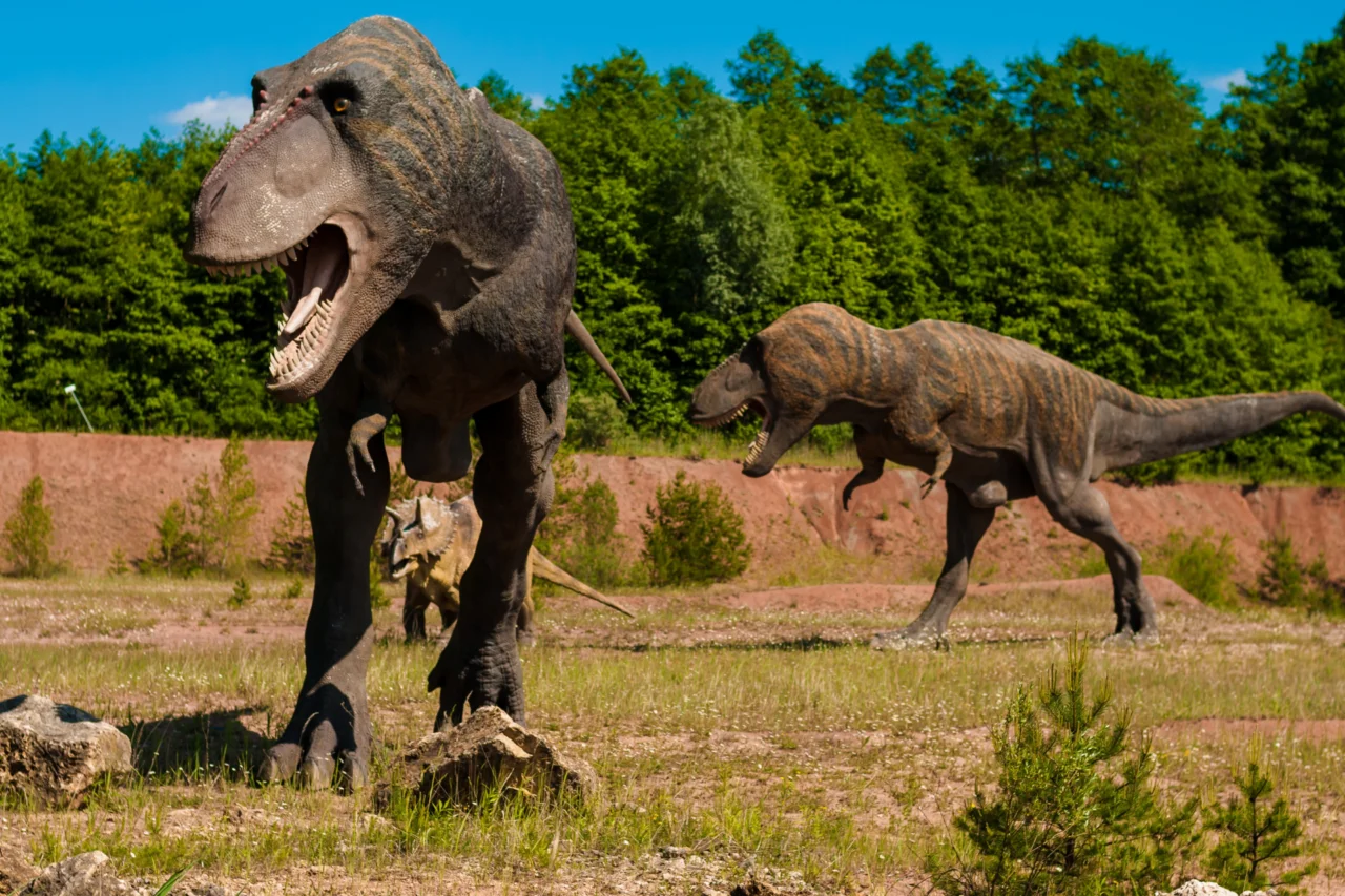 Estudo sugere que T. rex crescia mais devagar e podia levar até 40 anos para se tornar adulto