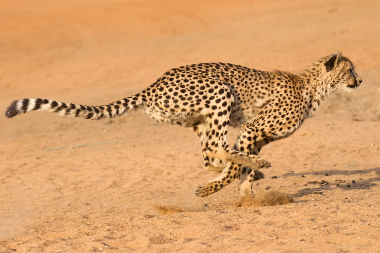 Saibam quais são as diferenças entre guepardo e leopardo 3 Guepardo e leopardo parecem semelhantes, mas têm diferenças importantes