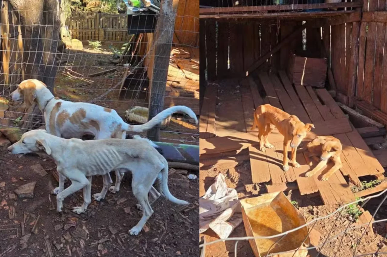 Seis cães são resgatados e tutor é preso por maus-tratos no Paraná