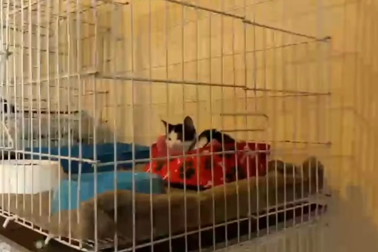 Dona de ONG é presa em SP após polícia encontrar 143 gatos em situação de maus-tratos 3 Dona de ONG é presa em SP após polícia encontrar 143 gatos em situação de maus-tratos