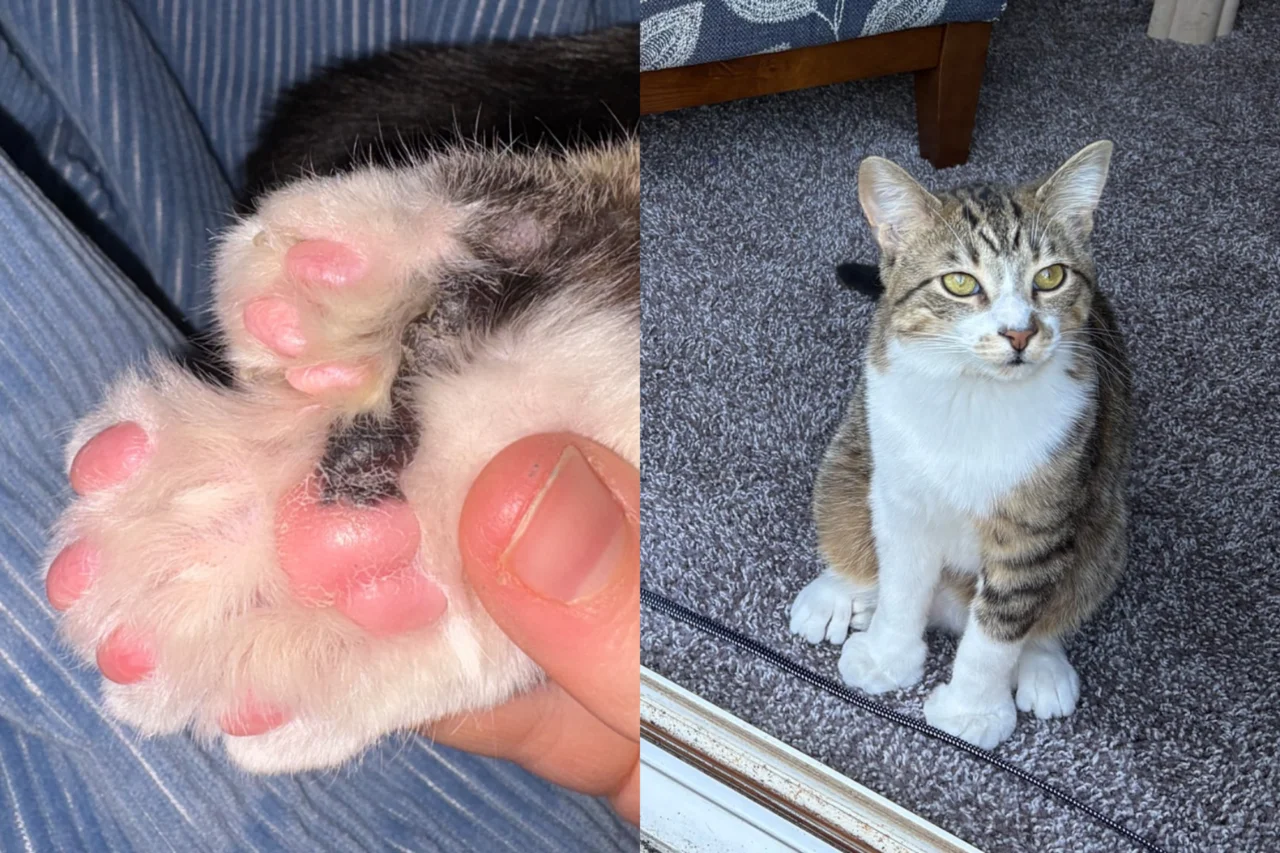 Gato de 10 meses com 28 dedos entra para o Guinness 3 Gato de 10 meses com 28 dedos entra para o Guinness