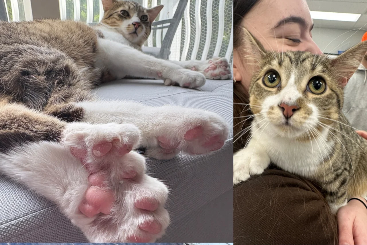 Gato de 10 meses com 28 dedos entra para o Guinness 30 Gato de 10 meses com 28 dedos entra para o Guinness