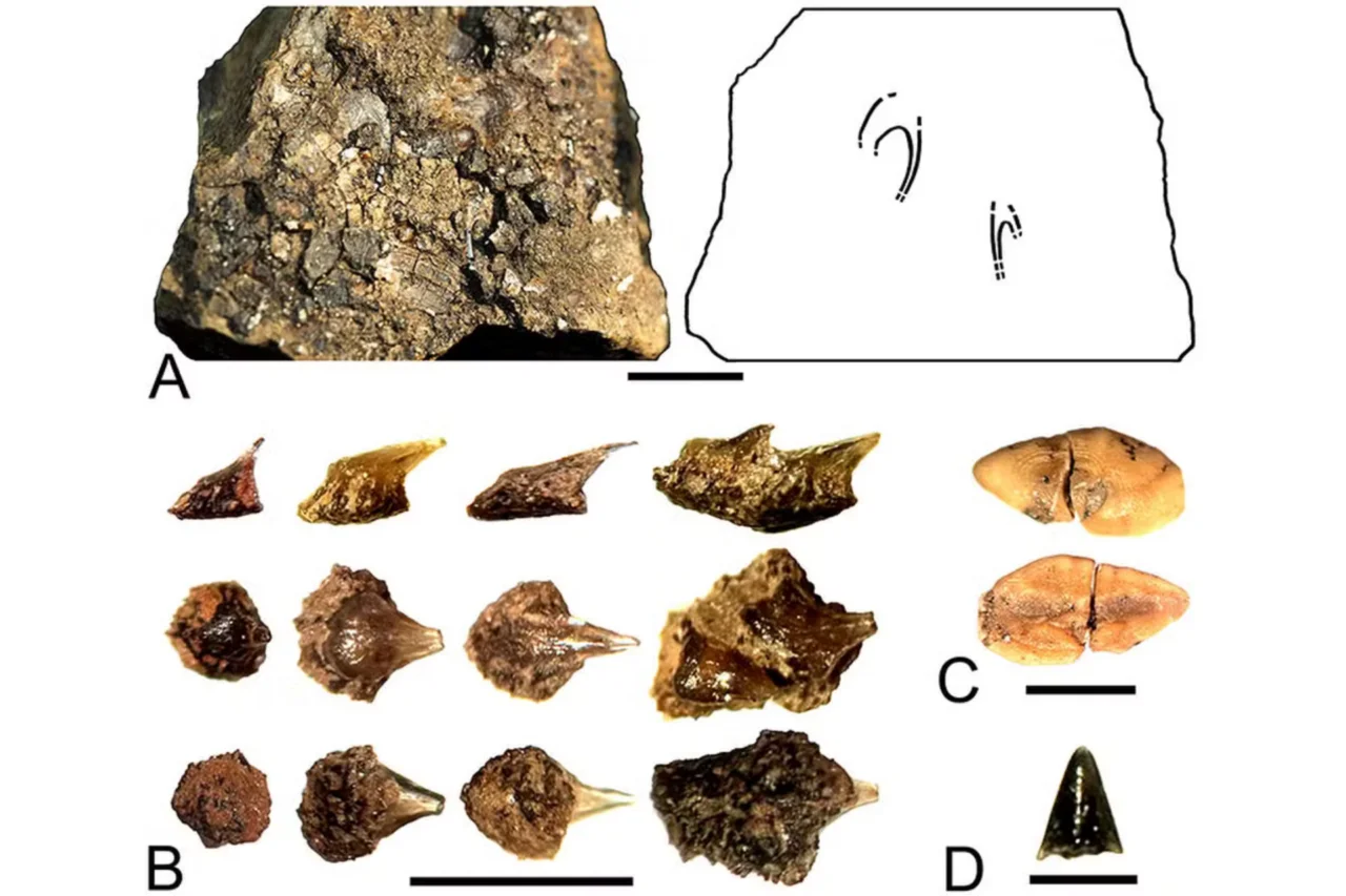 Fóssil de megalodon redescoberto ajuda a estimar o tamanho do maior tubarão já conhecido 3 Fóssil de megalodon redescoberto ajuda a estimar o tamanho do maior tubarão já conhecido