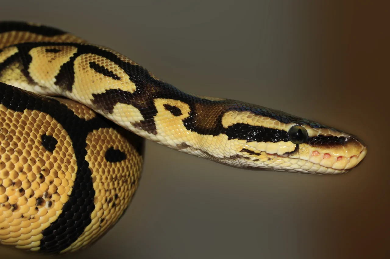 Austrália tem cobras perigosas, mas mortes por picadas são raras; entenda o paradoxo 3 Austrália tem cobras perigosas, mas mortes por picadas são raras; entenda o paradoxo