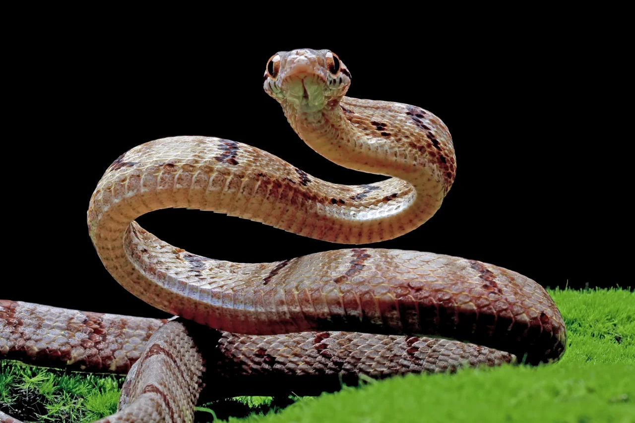 Austrália tem cobras perigosas, mas mortes por picadas são raras; entenda o paradoxo