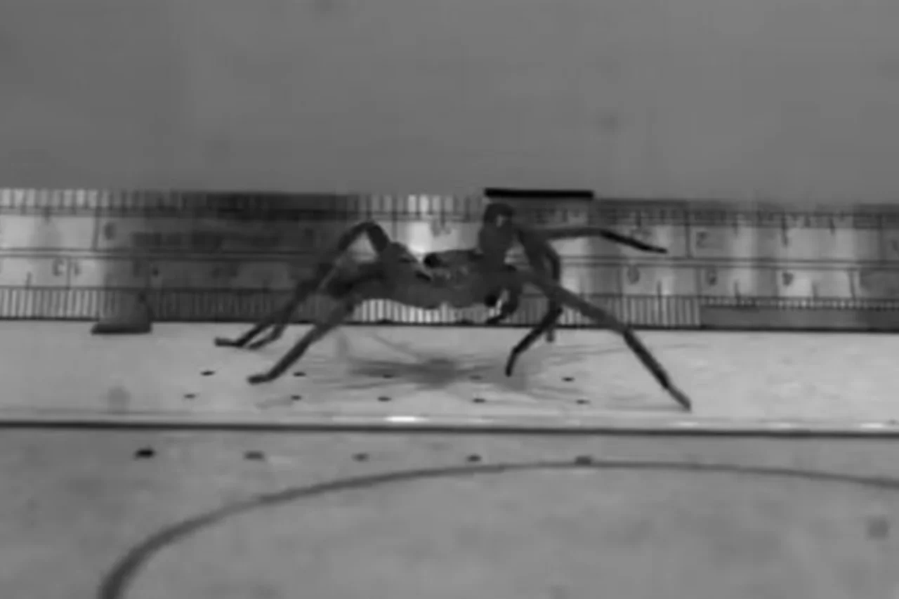 Aranha australiana atinge 13 km/h e assume posto de mais rápida do mundo 23 Aranha australiana atinge 13 km/h e assume posto de mais rápida do mundo