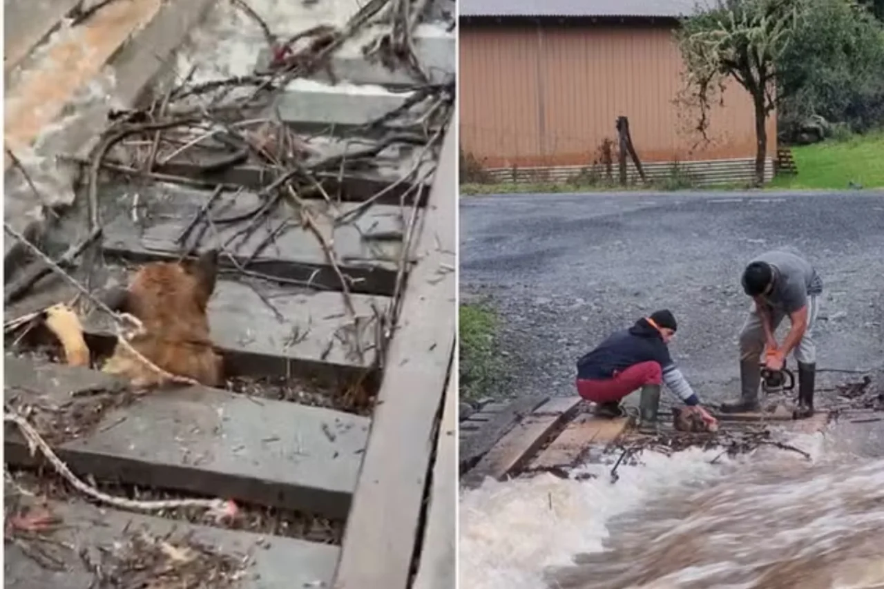 Cachorro preso em ponte durante enxurrada é resgatado com motosserra em Santa Catarina 1 Cachorro preso em ponte durante enxurrada é resgatado com motosserra em Santa Catarina